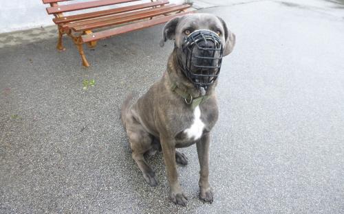 canecorso.jpg