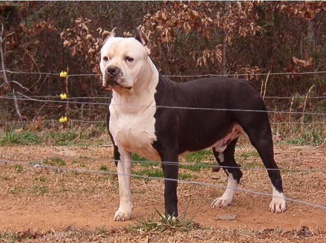 americky-pitbull-terier