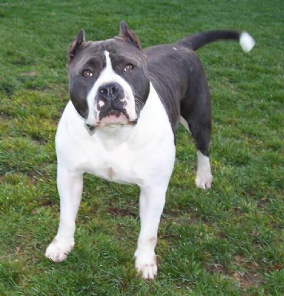 americky-pitbull-terier